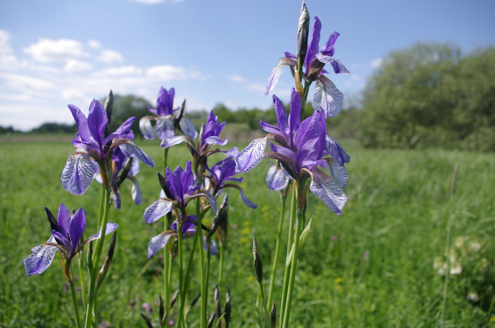 Sibirische Schwertlilie (Iris sibirica), Roßlauer Oberluch, Mittelelbe, Foto, Mathias Scholz